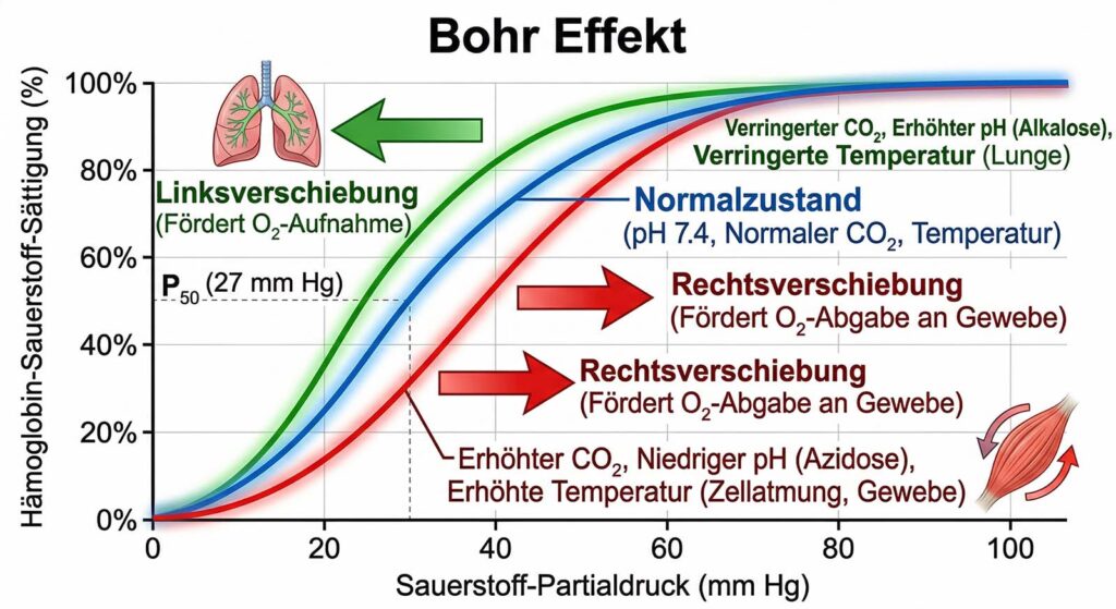 Wissenschaftliches Diagramm der Sauerstoff-Bindungskurve von Hämoglobin (Bohr-Effekt) mit Rechts- und Linksverschiebung.