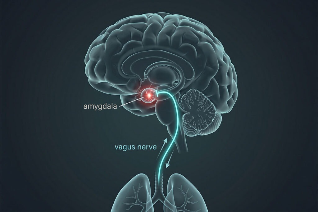 Schematische Darstellung des Gehirns: Der Vagusnerv dämpft die Aktivität der Amygdala (Angstzentrum).